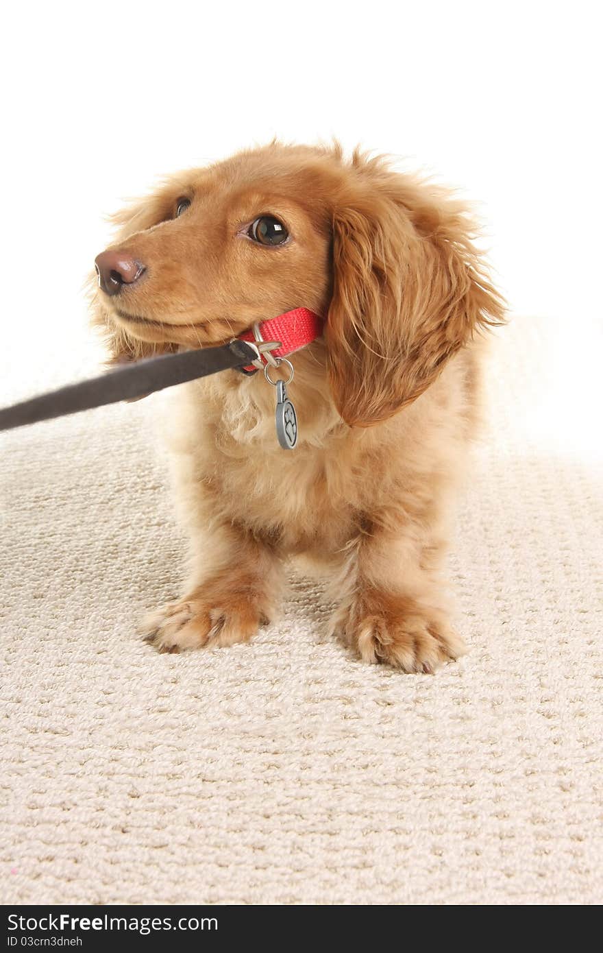 Stubborn Dachshund puppy refusing to move.