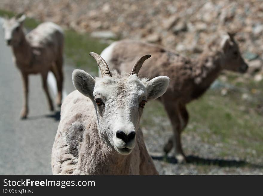 Mountain goats in Montana, USA