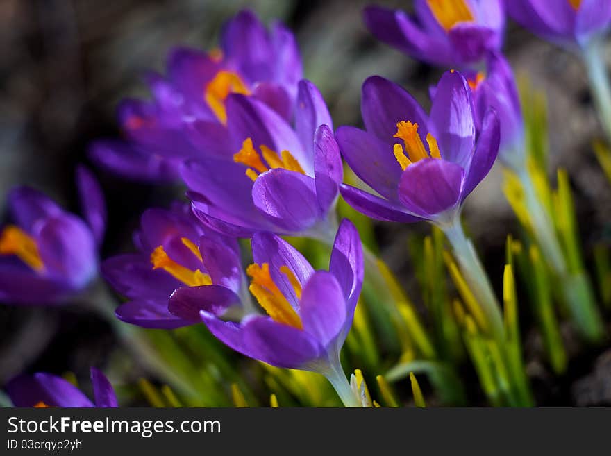 Closeup picture of a crokus. Very beautiful flowers of crocuses. Closeup picture of a crokus. Very beautiful flowers of crocuses