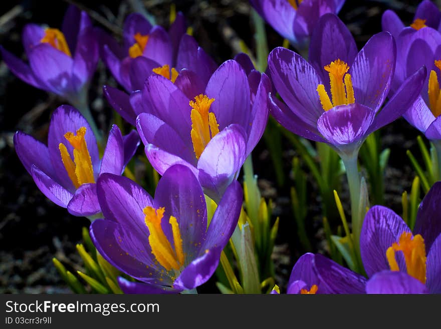 Closeup picture of a crokus. Very beautiful flowers of crocuses. Closeup picture of a crokus. Very beautiful flowers of crocuses