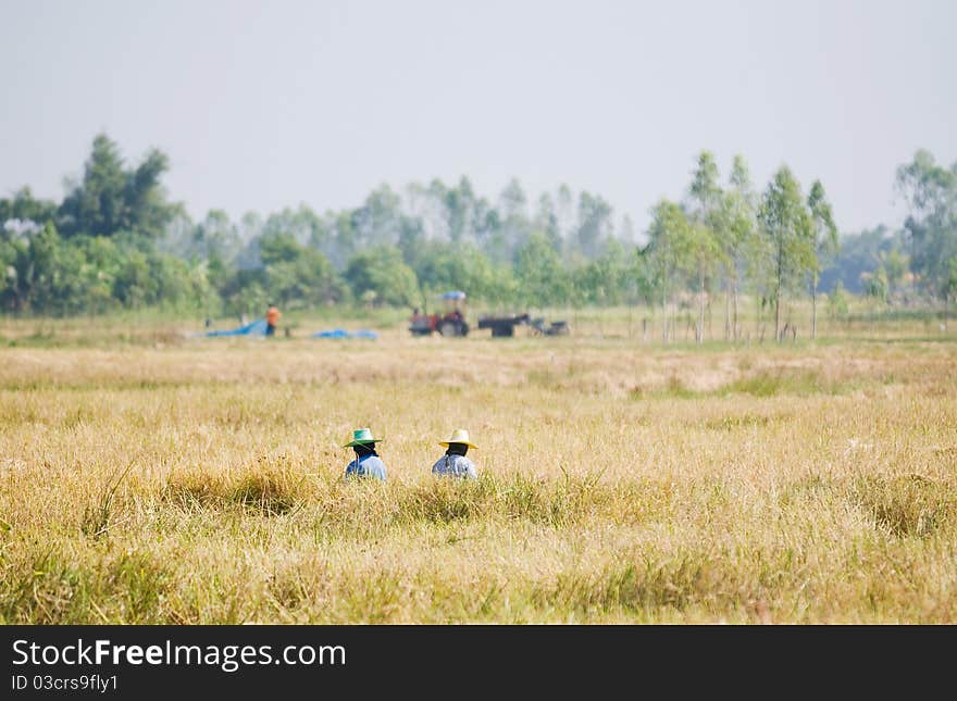 Two farmers harvesting rice by hand