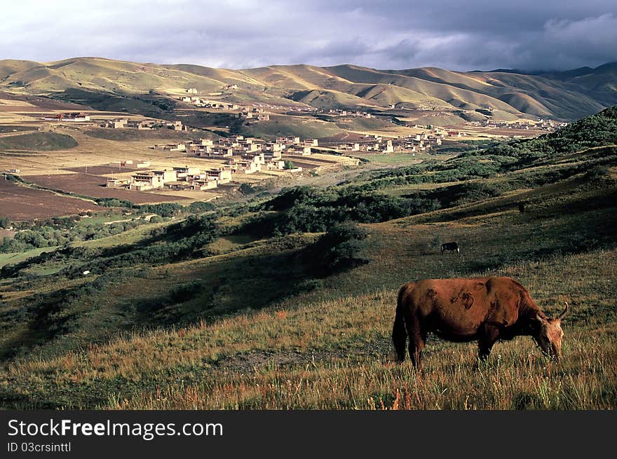 A remote area in Northwest Sichuan Province. Altitude is 3300m. Tibetan temples and residential houses in the background. A remote area in Northwest Sichuan Province. Altitude is 3300m. Tibetan temples and residential houses in the background.