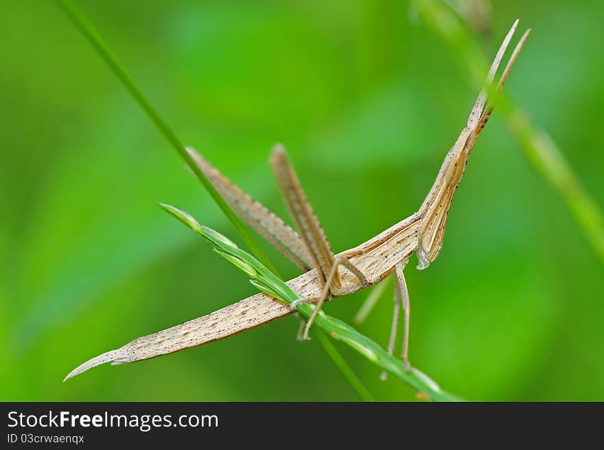 Sticking grasshopper