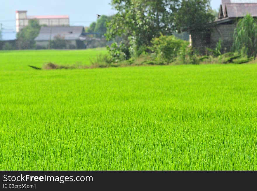 Young Paddy Field