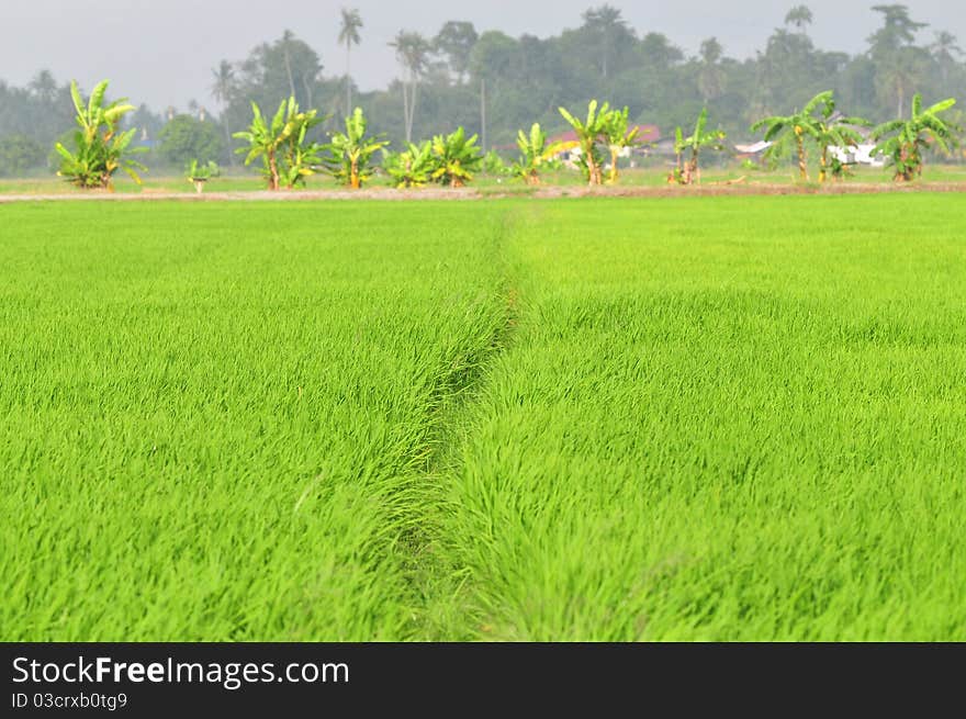 Green paddy field