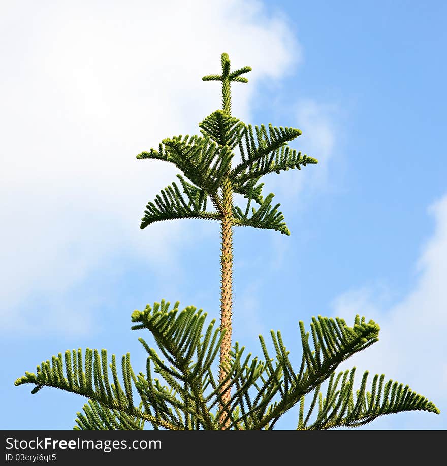 Araucaria excelsa.