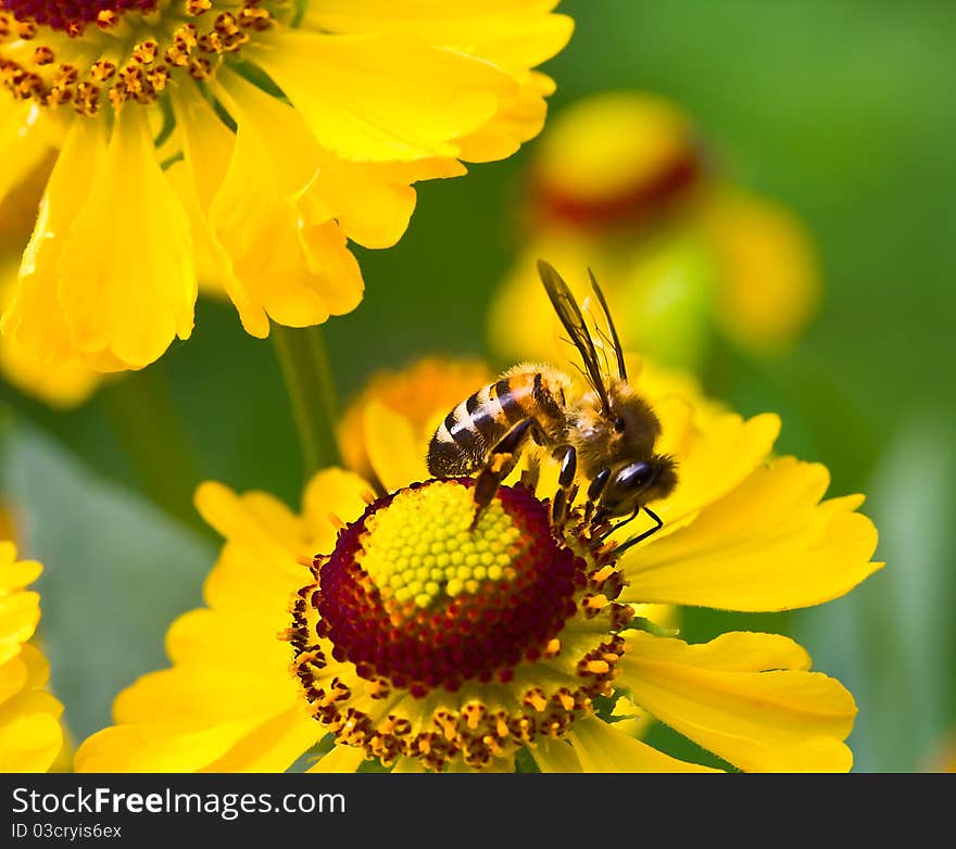 Little bee on yellow flower