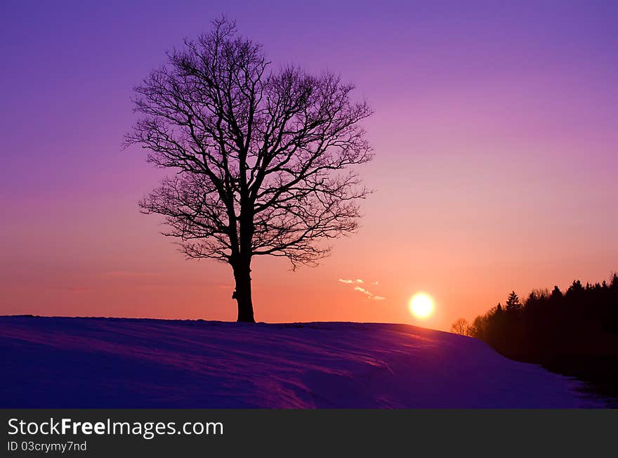 Lonely oak tree at sunset. Lonely oak tree at sunset