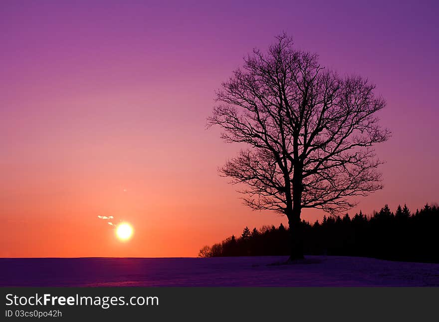 Lonely oak tree at sunset. Lonely oak tree at sunset