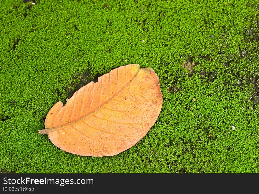 Orange leave on green background