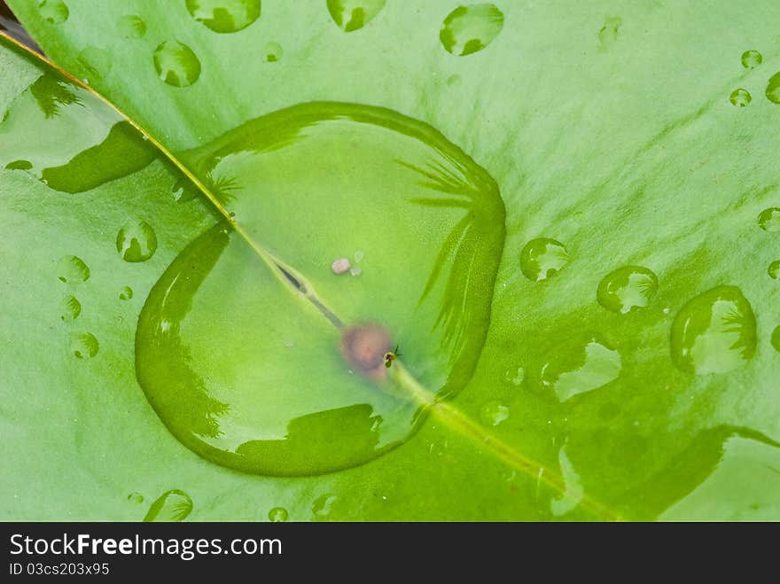 Green Lotus leaf with water drop as background