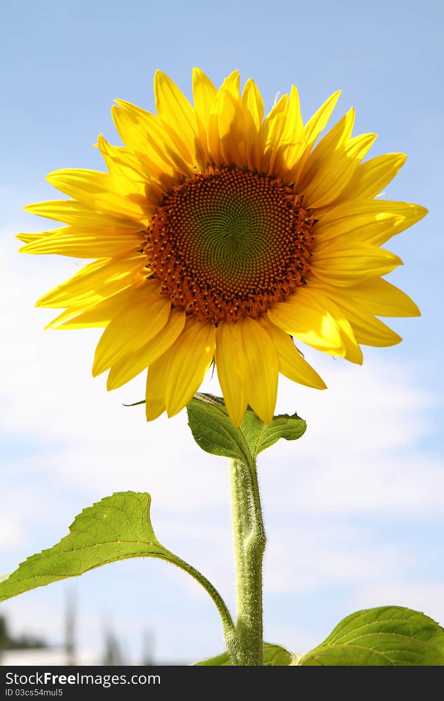 Sunflower with clear blue day.