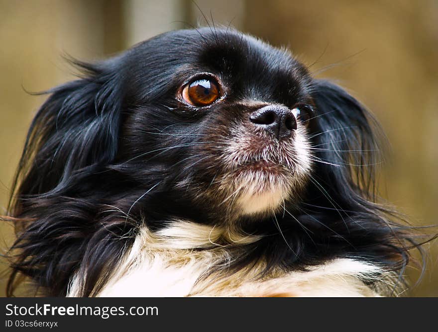 Close-up of a dog. Close-up of a dog