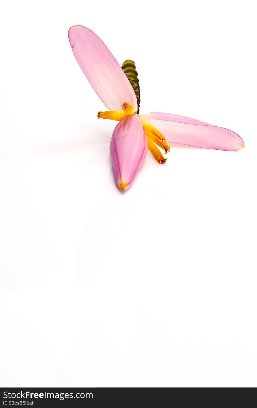 Pink banana flower on white background