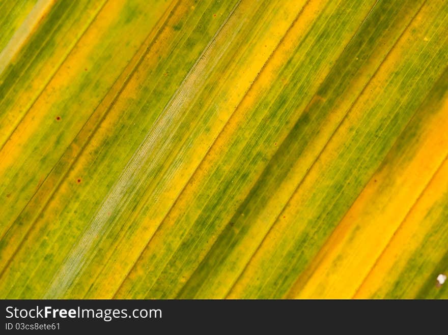 Closeup Of Leaf