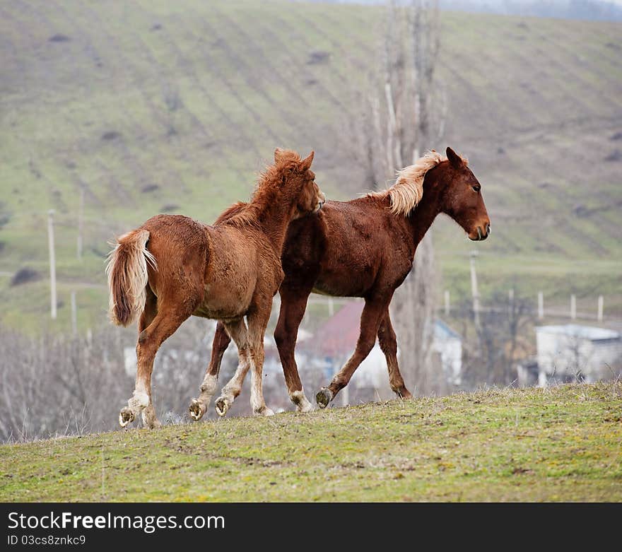 Horses on a pasture