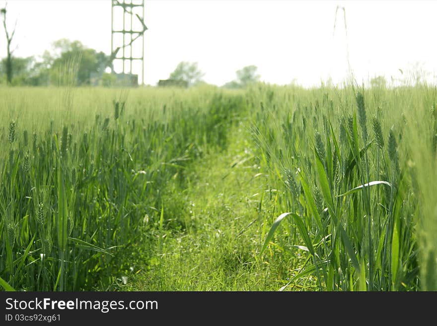 Cultivation Of Wheat In A Field