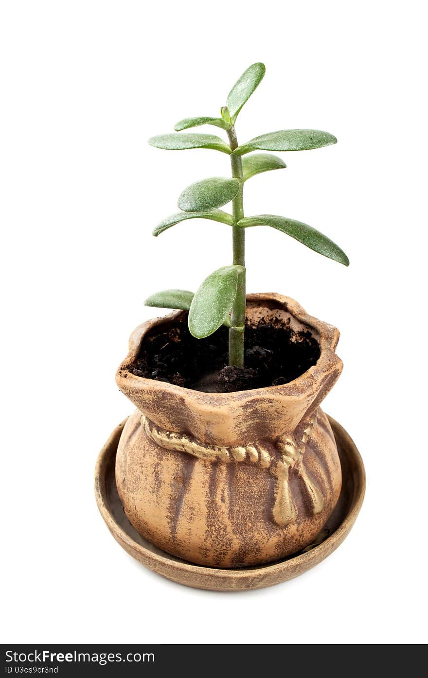 Nice pot isolated on a white background