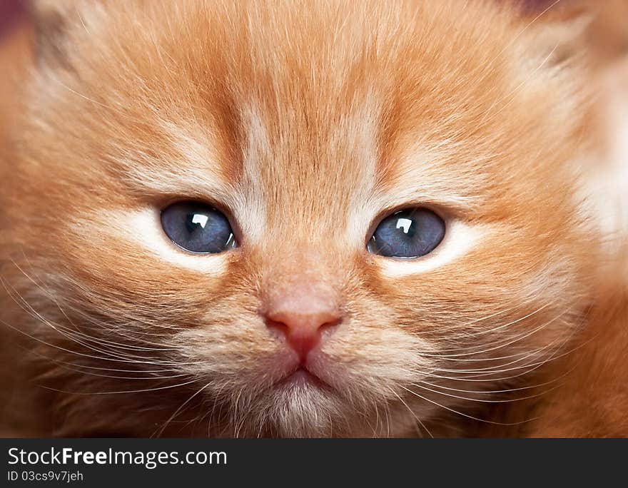 Portrait Kitten With Blue Eyes