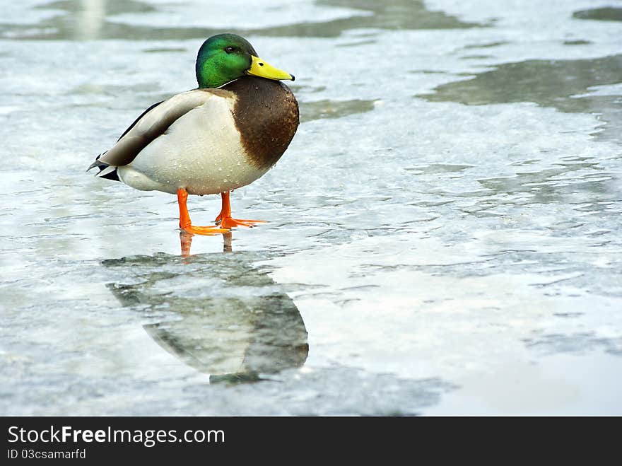 Duck, mallard male is on the ice, frozen pond ice melts