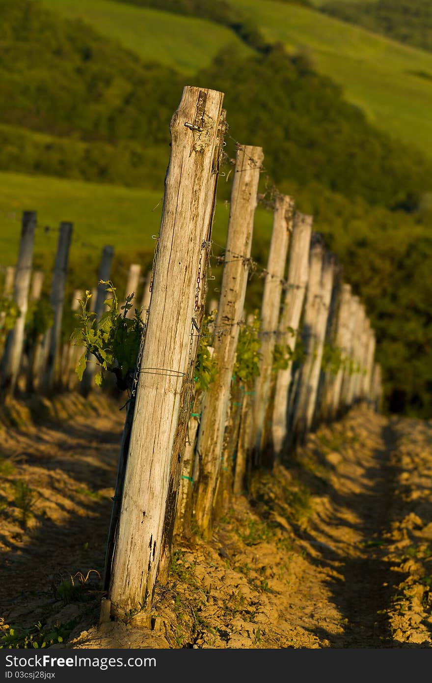 Italian Vineyard