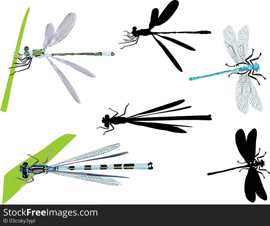 Illustration with dragonflies isolated on white. Illustration with dragonflies isolated on white