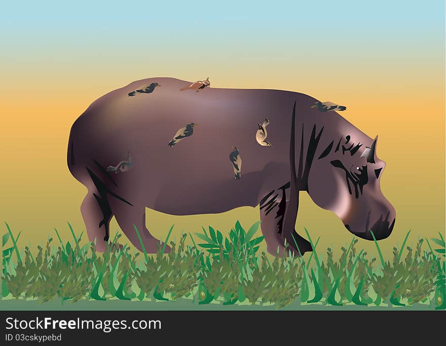 Hippopotamus In Green Grass Illustration