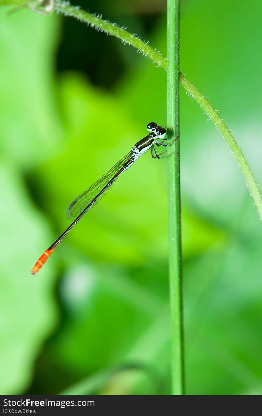 A closeup of damselfly with red tip tail. A closeup of damselfly with red tip tail