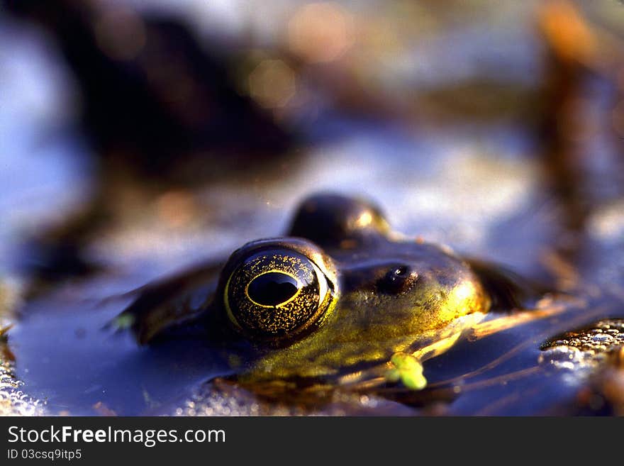 Green Frog