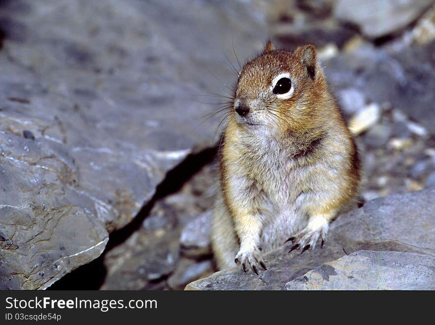 Golden Mantled Ground Squirrel