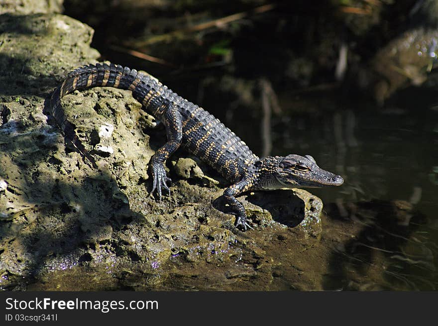 American Alligator (juvenile)