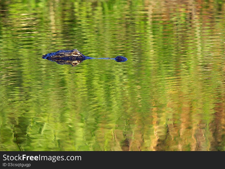 American Alligator