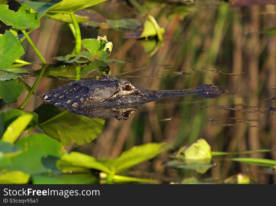 Alligator hunting in late evening light. Alligator hunting in late evening light