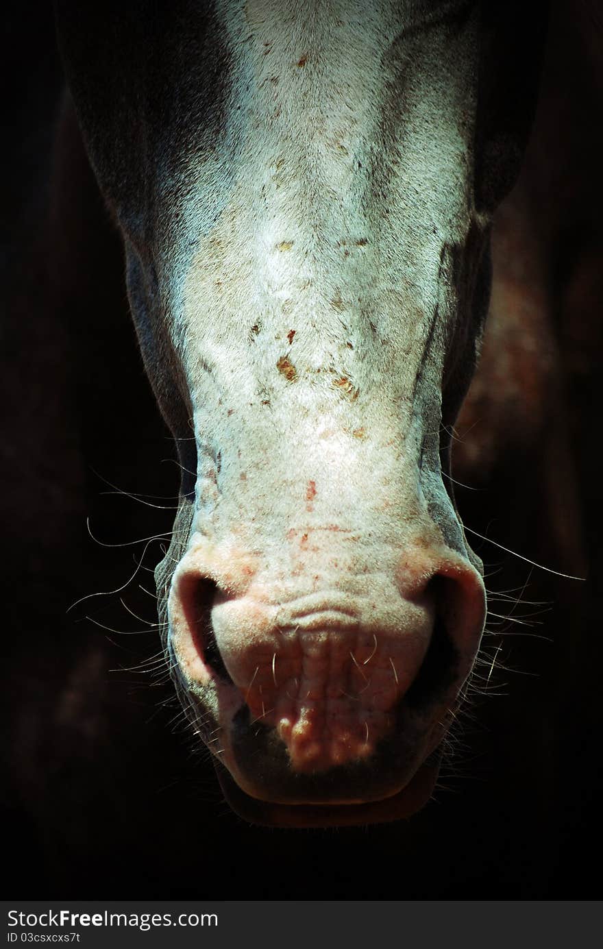 Close-up portrait of a horse in the wild. Close-up portrait of a horse in the wild.