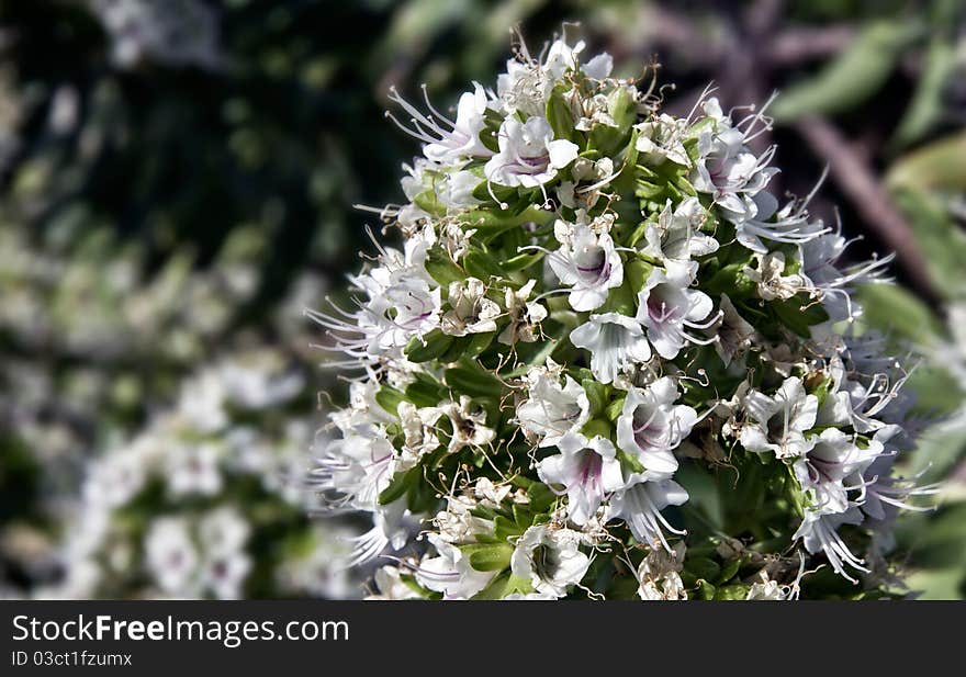 Echium giganteum flowering near the end of march.