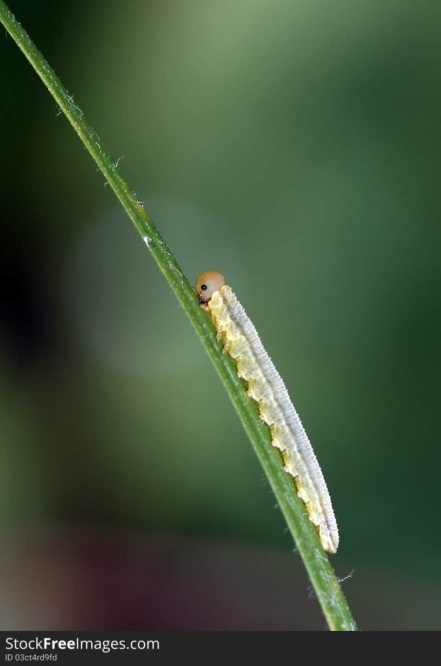 Caterpillar crawling along blades of grass