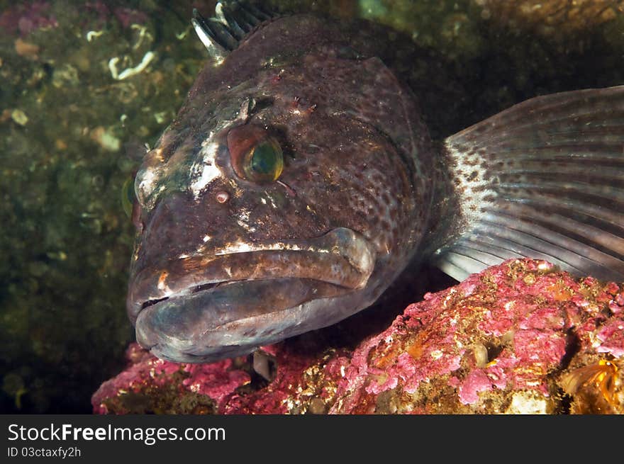 A ling cod displays it's wounds defending it's nest of eggs. A ling cod displays it's wounds defending it's nest of eggs