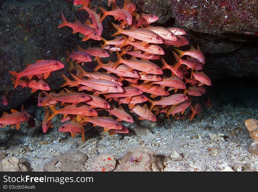 A school of goat fish hiding under a coral head in Hawaii