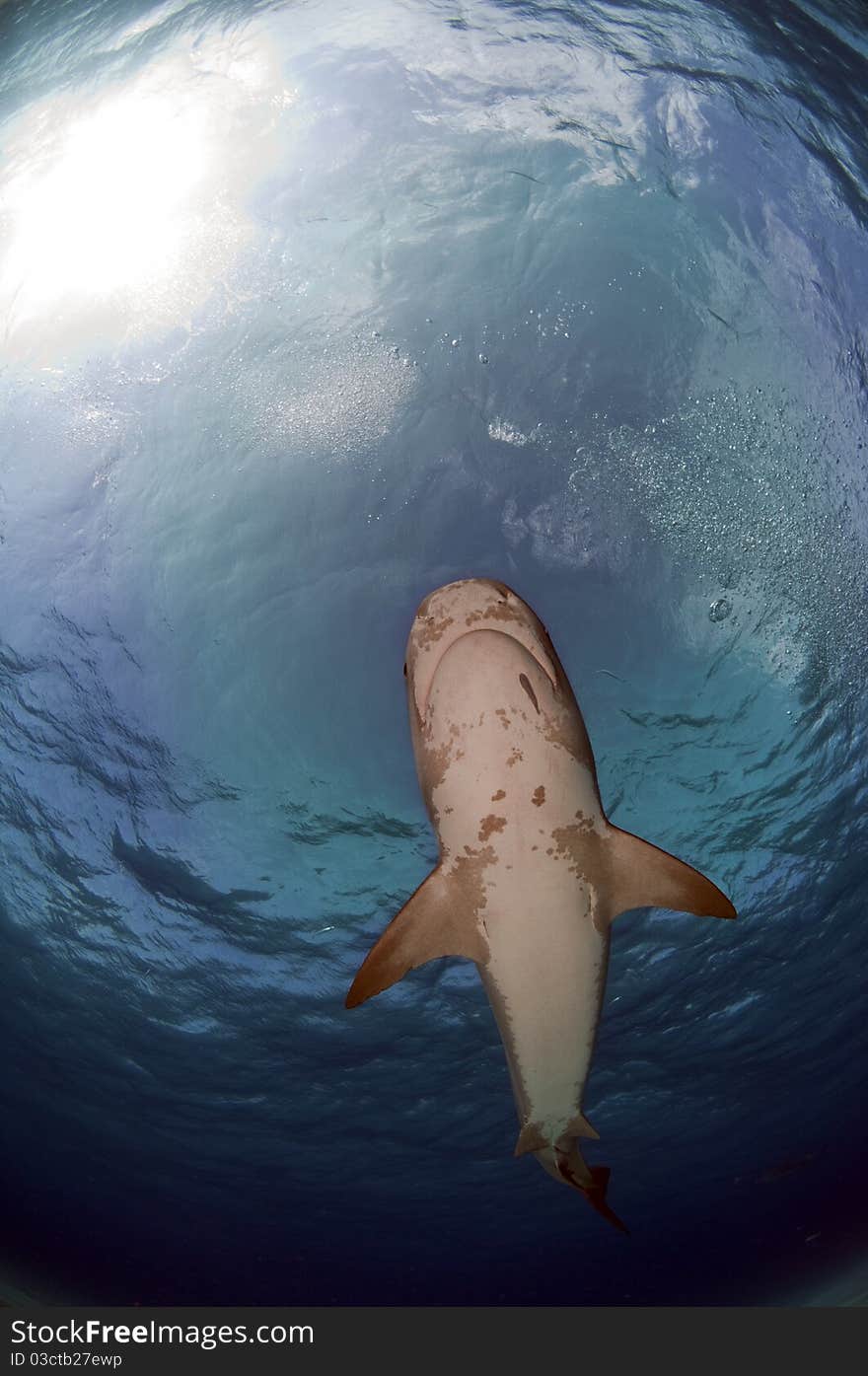 A female tiger shark passes over in the warm waters of the Bahamas