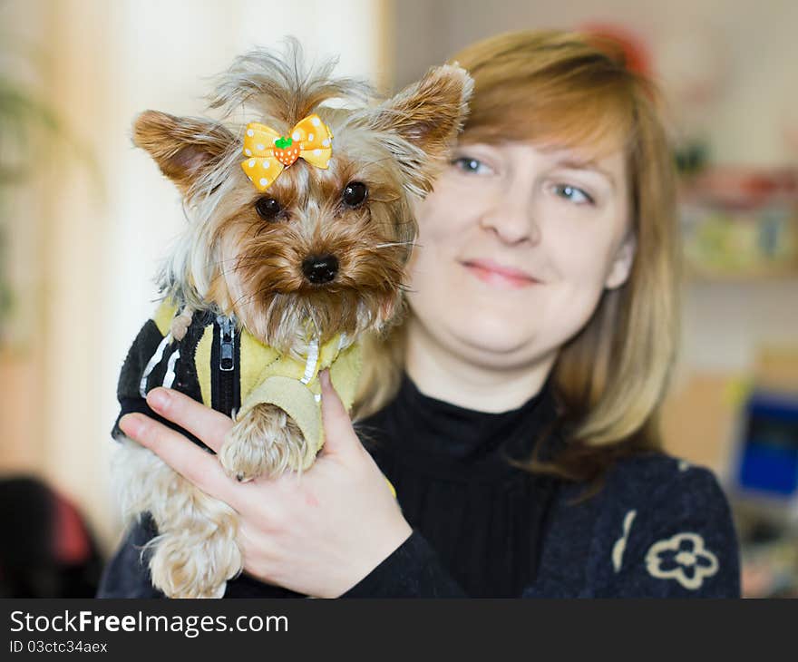 Dog Yorkshire Terrier In The Arms Of Mistr