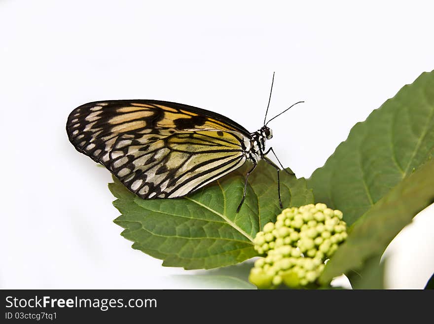 Butterfly and leafs macro shot