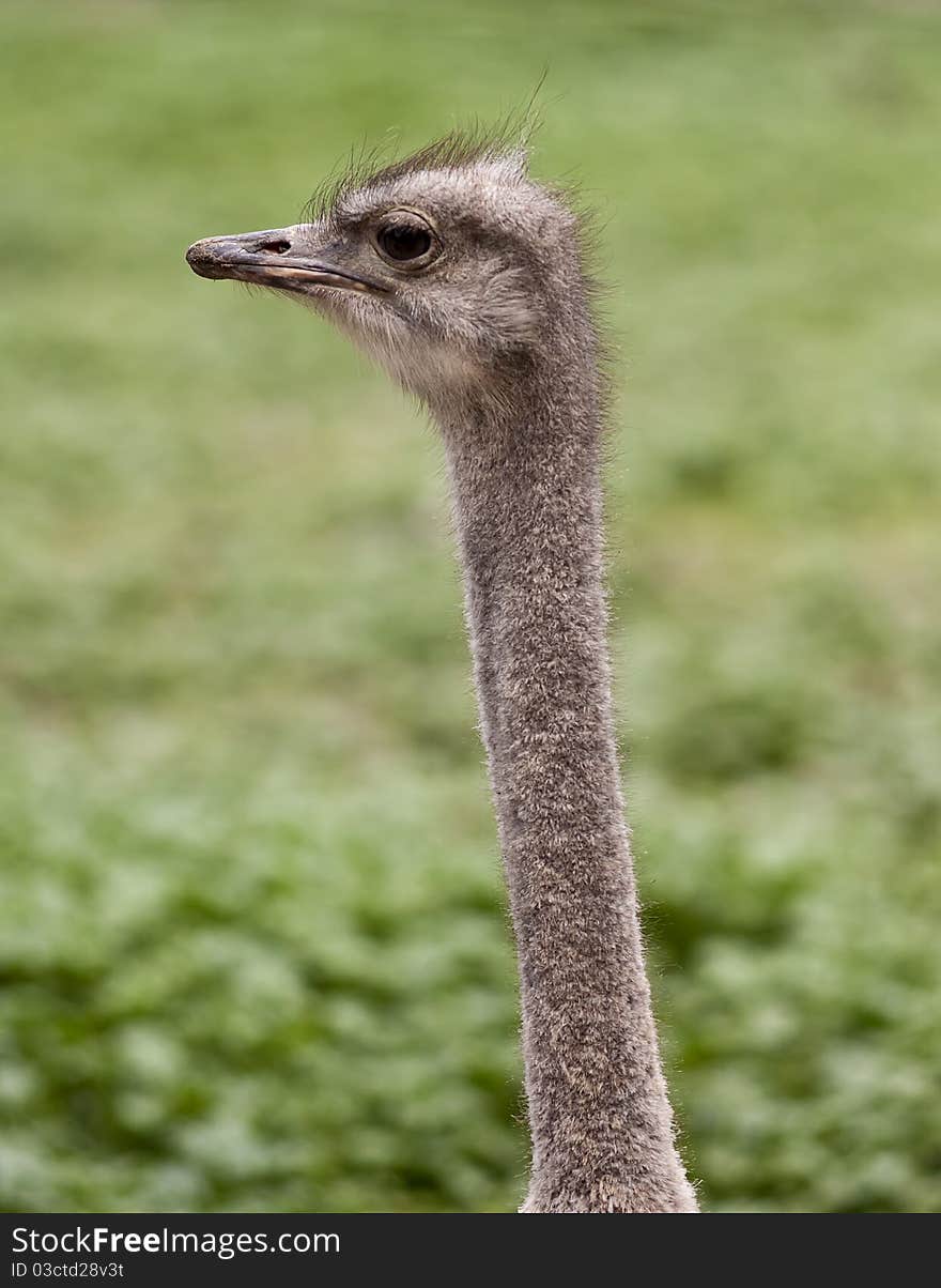 Ostrich head on green