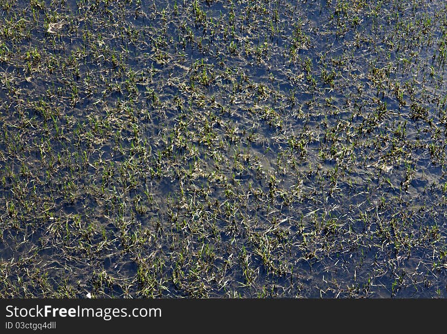 View of swamp and vegetation near lake's bank. View of swamp and vegetation near lake's bank