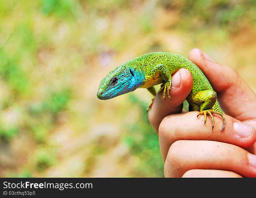 A hand holds a small lizard