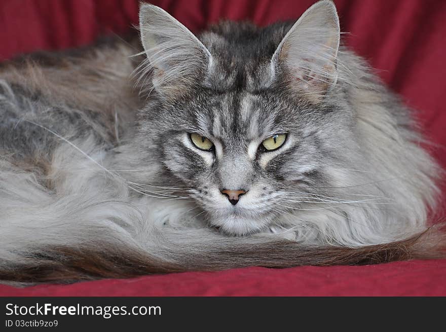 Maine Coon cat outdoors in Ireland