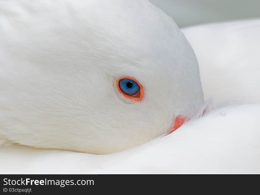 A tender and sad look in a beautiful swan's eye. A tender and sad look in a beautiful swan's eye