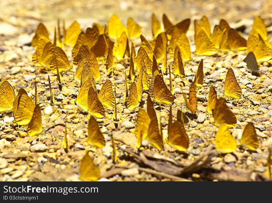 Crowded yellow butterfly