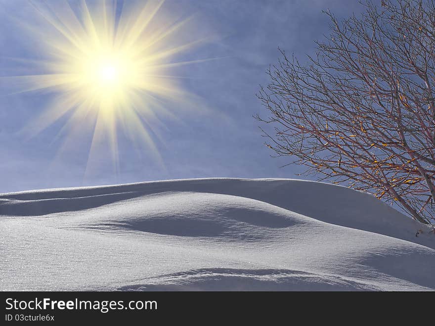 Winter scene of trees and snow. Winter scene of trees and snow.