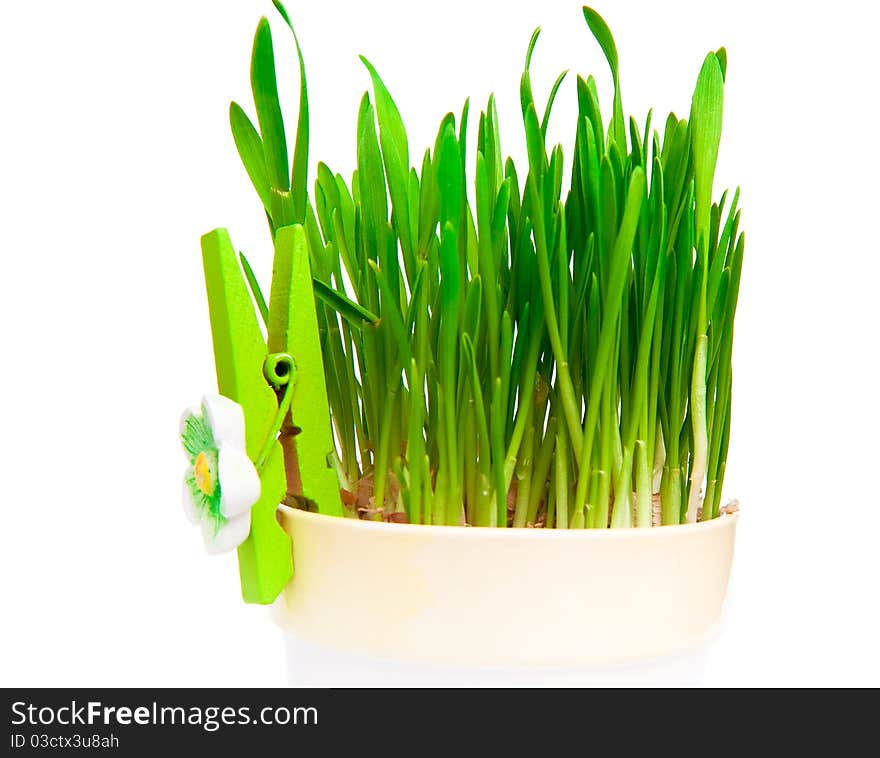 Flowerpot with green grass over white background