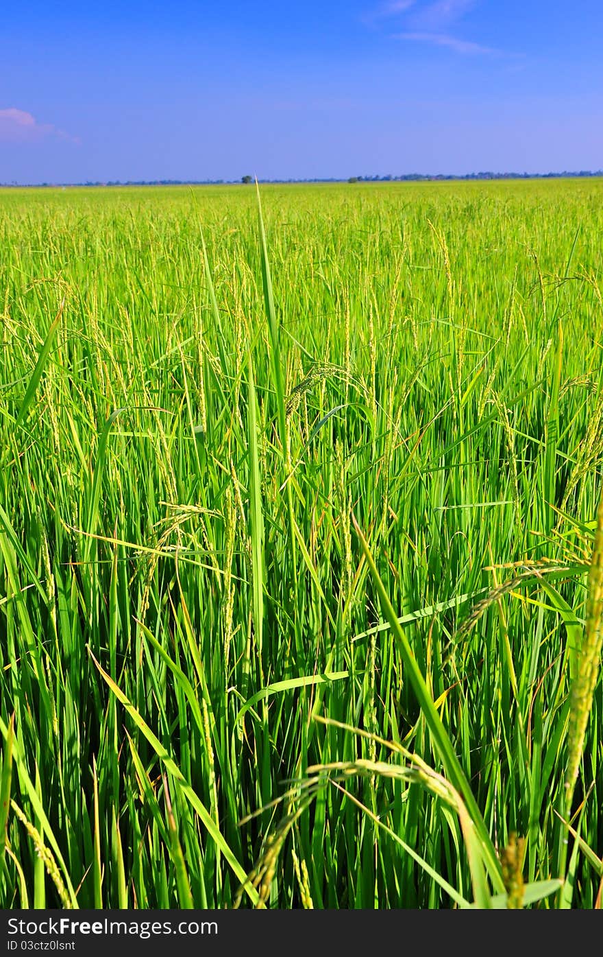 Pasture in rural Thailand.Thailand. Pasture in rural Thailand.Thailand